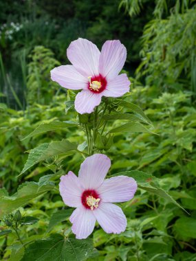 İki canlı bataklık gülü Mallow (Hibiscus moscheutos) çiçekleri bir yaz bahçesini süslüyor, yumuşak pembe yaprakları yemyeşil yapraklara karşı güzel bir şekilde zıt düşüyor..