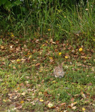 Bir yaban pamuk kuyruklu tavşan (Sylvilagus floridanus) sonbahar yapraklarından bir yatakta kamufle olarak oturur..