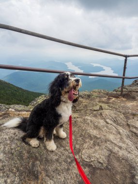 A joyful black and white Bernedoodle sits along the path to Whiteface Mountain's summit, with stunning views of East and West Lake and Lake Placid in the distance. clipart