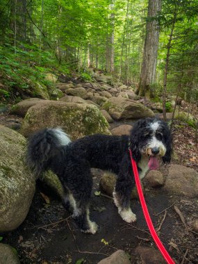 Bernedoodle dog with red leash on his way up the rocky trail to Cascade Mountain, Lake Placid, Upstate New York. clipart