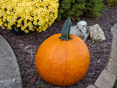 Balkabağı, sarı anneler, kafatası ve at nalından alınmış kırsal bir cazibeyle ürkütücü Cadılar Bayramı bahçe gösterisi..