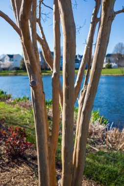 A close-up view of delicate Myrtle tree trunks by a tranquil pond in Ashburn, Virginia, highlighting the small yet beautiful details of nature in a suburban setting. clipart