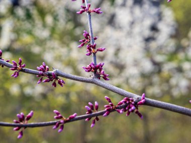 Baharın canlı renkleri ve taze yeşillikleriyle çevrili, çiçek açan bir çayırda büyüleyici bir yürüyüş. Doğada huzurlu bir an sunuyor..