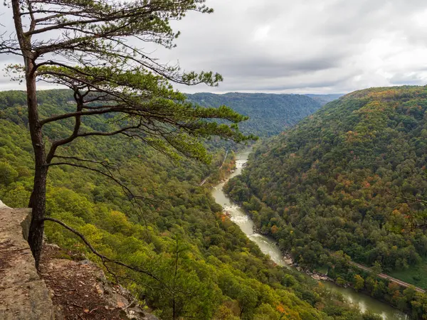 Batı Virginia 'daki New River Vadisi Ulusal Parkı' ndaki Sonsuz Duvar Patikası boyunca uzanan bir ağaç doğanın dayanıklılığını çarpıcı bir şekilde gösteriyor..