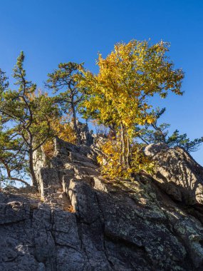 Sonbahar renginde çarpıcı sarı bir ağaç, Batı Virginia 'daki Seneca Kayaları' nın engebeli zirvesinde, yukarıdaki açık mavi gökyüzü ile güzel bir tezat oluşturarak büyüyor..