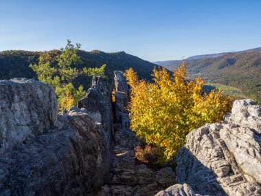 Batı Virginia 'daki Seneca Kayaları' nın zirvesinde engebeli uçurum duvarları sonbahar renklerinde parlak sarı bir ağaçla karşılaşır ve çarpıcı bir sonbahar sahnesi yaratır..