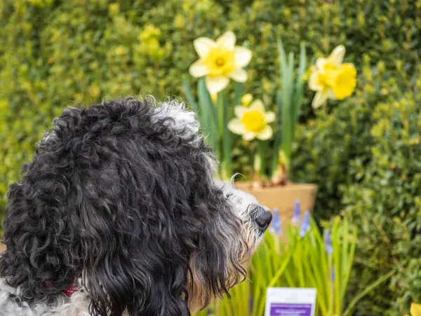 Arka planda parlak sarı nergis çiçekleri olan Bernedoodle köpeğinin portresi baharda baharda yapılan bahçe işlerinin özünü yansıtıyor..