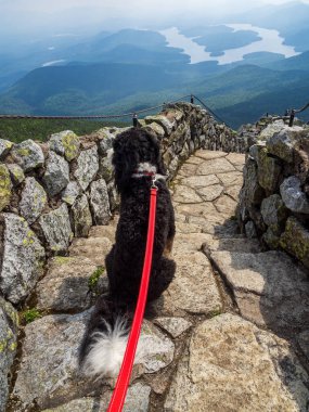 Neşeli bir siyah beyaz Bernedoodle, Whiteface Dağı 'nın zirvesine uzanan yol boyunca uzanır. Uzaktaki Doğu ve Batı Gölü ve Placid Gölü' nün çarpıcı manzarasıyla..