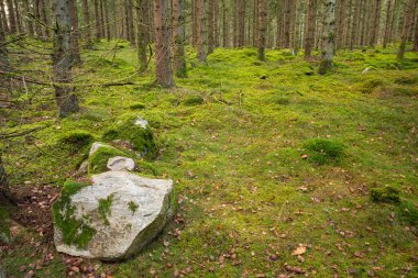 İsveç 'in Hssleholm kentindeki bir ormanda, sakin bir sonbahar akşamında ılık güneş ışığıyla parlayan huzurlu bir çakıl yolu sonbaharın dingin cazibesini yakalıyor..
