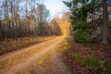 İsveç 'in Hssleholm kentindeki bir ormanda, sakin bir sonbahar akşamında ılık güneş ışığıyla parlayan huzurlu bir çakıl yolu sonbaharın dingin cazibesini yakalıyor..