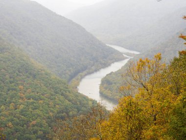 An intensely yellow-colored tree in its fall glory stands prominently at Grandview Rim, New River Gorge National Park, West Virginia, with misty mountains softly fading into the background. clipart