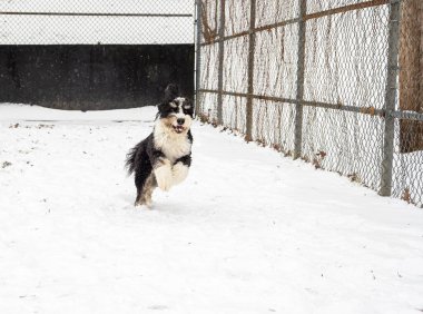 A playful Bernedoodle dashes joyfully through the snow, embodying energy and fun on a winter day. clipart