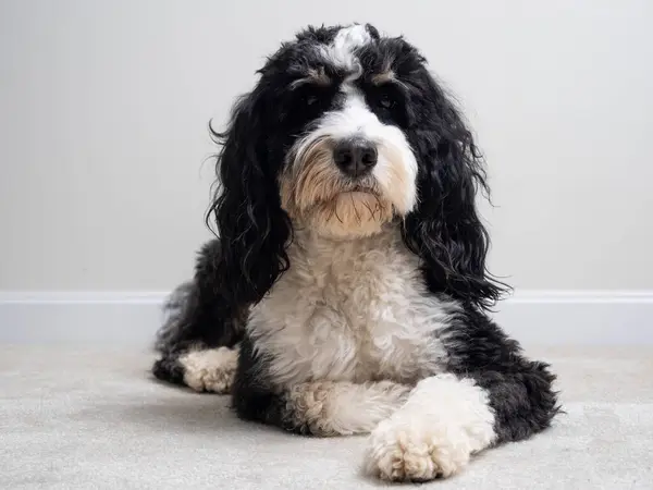 Rahat bir Bernedoodle yerde zarifçe yatıyor, cazibeli ve zarif gerçek bir model gibi poz veriyor..