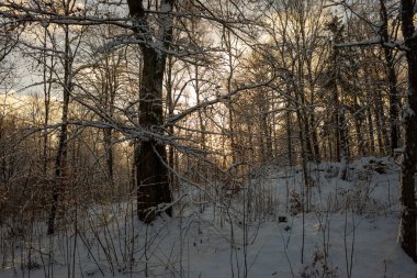 İsveç 'te sakin bir kış ormanı, taze karla kaplanmış ağaçları, batan güneşin ılık renkleri altında parlar, uzun gölgeler bırakır ve manzaranın üzerine altın bir ışık saçar..