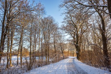 İsveç 'te bir kış günü canlı bir mavi gökyüzünün altında karlı bir yolu çerçeveleyen bir sıra meşe ağacıyla sakin bir kış sahnesi
