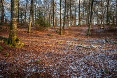 Karlı bir orman zemini, altın sonbahar yapraklarıyla kaplı, güneşle güneşlenen yosunlu ağaçlar durgun güzellikte dimdik duruyorlar..
