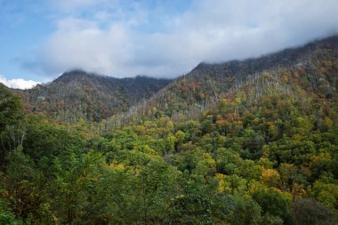 Dumanlı dağları kaplayan sis, Tennessee 'nin ulusal parkındaki ormanı çevreleyen sonbahar ağaçlarını süslüyor.