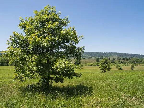 Virginia, ABD 'deki Sky Meadows Eyalet Parkı' nda, ön planda zarif bir şekilde yerleştirilmiş yalnız bir ağaçla süslenmiş sakin bir çayır açılır. Yukarıda, berrak mavi gökyüzünün uçsuz bucaksız genişliği nefes kesici manzaraya bir sükunet katıyor..