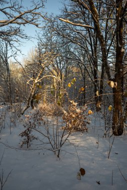 Altın sabah güneşi geçen sonbahar yapraklarına değdi ve kar, kar yağdıktan sonra sessiz bir İsveç ormanında çalılara değdi.