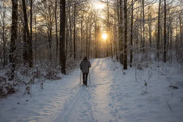 Issız bir adam, İsveç 'te karla kaplı bir orman yolu boyunca yürür. Kış güneşinin altın parıltısıyla aydınlanır.