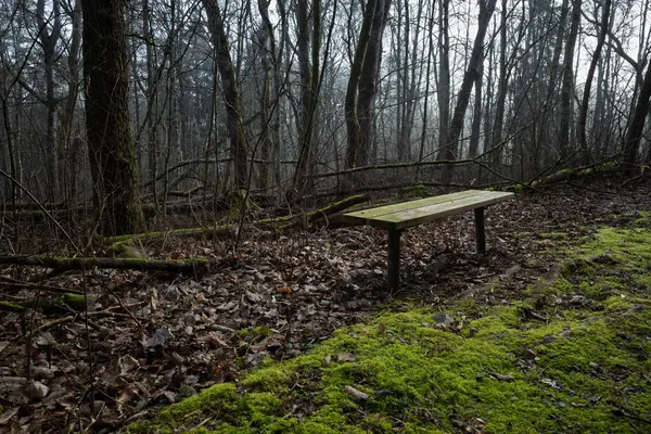 Issız bir ahşap bank karanlık, yosun kaplı bir orman zemininde oturuyor, İsveç Haessleholm 'de sessiz bir dinlenme yeri sunuyor..