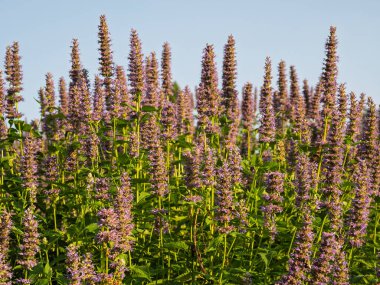 Uzun, mor Agastache foeniculum tarlası, ya da Anise Hyssop, çiçekler Ashburn Village, Virginia 'da açık bir gökyüzüne doğru uzanır..