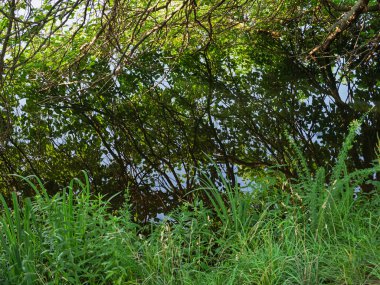 Yoğun yeşil dallar ve yapraklar gölün ya da gölün durgun ve berrak sularında mükemmel bir şekilde yansıyor..