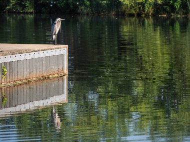 Bir iskelede büyük bir mavi balıkçıl, yansıması mükemmel bir şekilde bir gölün camsı sularında yakalanır..