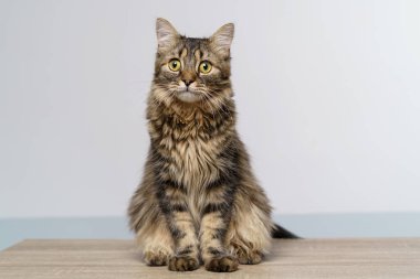 Masada oturan kocaman yeşil gözlü komik uzun saçlı kedi yavrusu. Metin için boş alan.