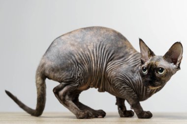 Beyaz arka planda oturan güzel gri bir sfenks kedisi..