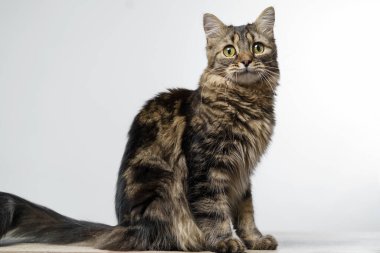 Masada oturan kocaman yeşil gözlü komik uzun saçlı kedi yavrusu. Metin için boş alan.