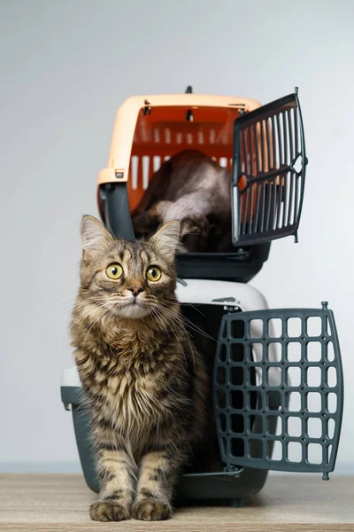 İki hayvan taşıyıcısı ve beyaz arka planda kedileri var.