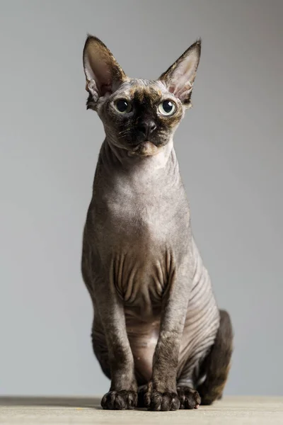 배경에 아름다운 스핑크스 고양이 — 스톡 사진