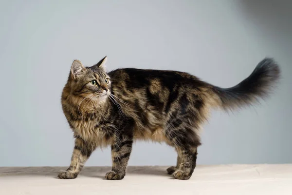 กแมวขนยาวขนาดใหญ ตลกท ดวงตาส ยวขนาดใหญ สวยงามน งบนโต างส าหร อความ — ภาพถ่ายสต็อก