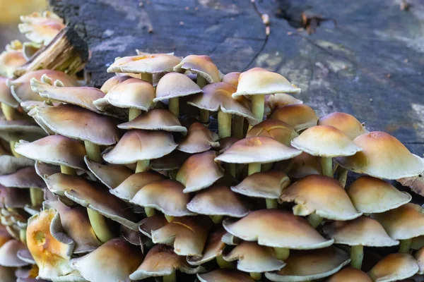 stock image Fungi growing on a treee stump