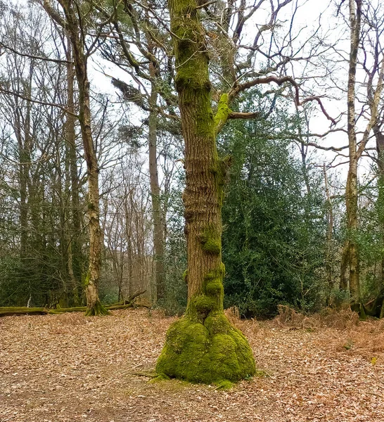 Árvore Uma Floresta Com Musgo Coberto Burls — Fotografia de Stock