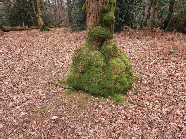 Árvore Uma Floresta Com Musgo Coberto Burls — Fotografia de Stock