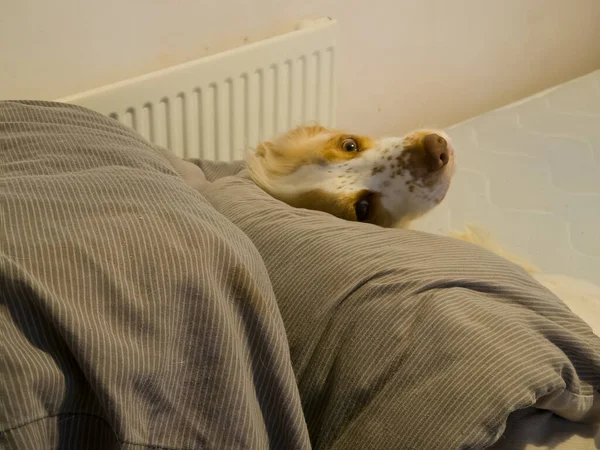 Spaniel Schaut Unter Einer Zusammengeschraubten Bettdecke Auf Einem Bett Auf — Stockfoto