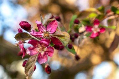 Baharda parlak mavi gökyüzü olan kiraz çiçeği. Bahar zamanı konsepti. 