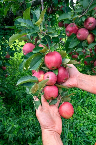 庭師の手は木からおいしい赤いリンゴを選ぶ リンゴ園 収穫時間 — ストック写真