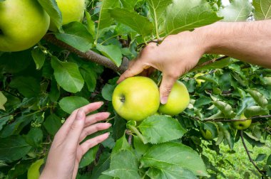 Erkek ve kadının elleri ağaçtan olgun, lezzetli bir elma toplar. Elma bahçesi, hasat zamanı.
