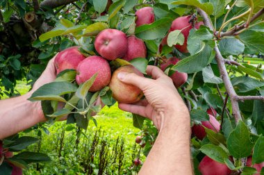  Bahçıvanın elleri ağaçtan kırmızı elma topluyor. Elma bahçesi, hasat zamanı.
