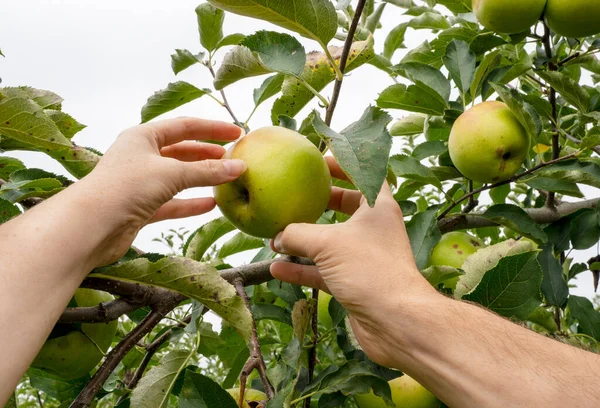 stock image Apple orchard, harvest time. Green ripe apples on apple tree. Mans and womans hands pick ripe apple