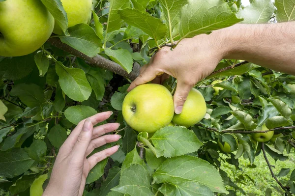 Mans and womans hands pick ripe delicious apple from tree. Apple orchard, harvest time