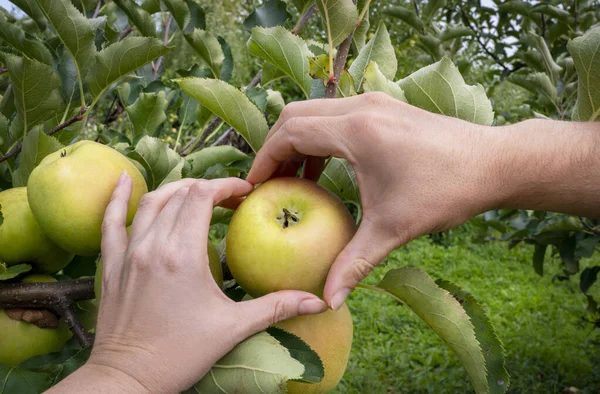 Mans and womans hands pick ripe apple. Heart shape with hands.