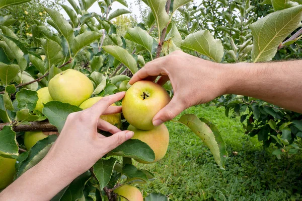 Mans and womans hands pick ripe green apple. heart shape with hands .