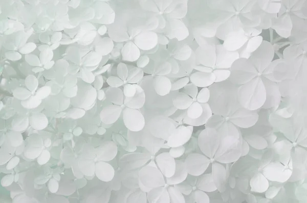 Delicate natural floral background in light pastel colors. Hydrangea flowers in nature close-up with soft focus