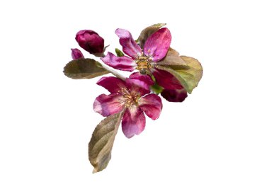 Beyaz zemin üzerinde pembe kiraz çiçeği beyaz zemin üzerinde izole . 