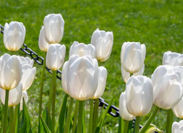 Spring Blooming White Tulips Selective Focus First Spring Flowers — Stock Photo, Image