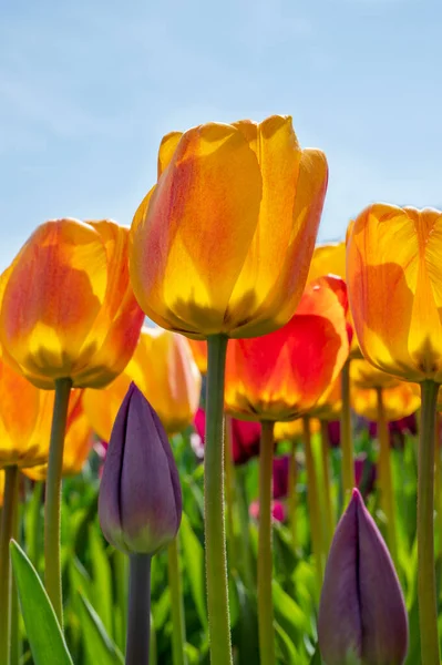 First Spring Flowers Yellow Pink Tulips Bright Blue Sky — Stock Photo, Image